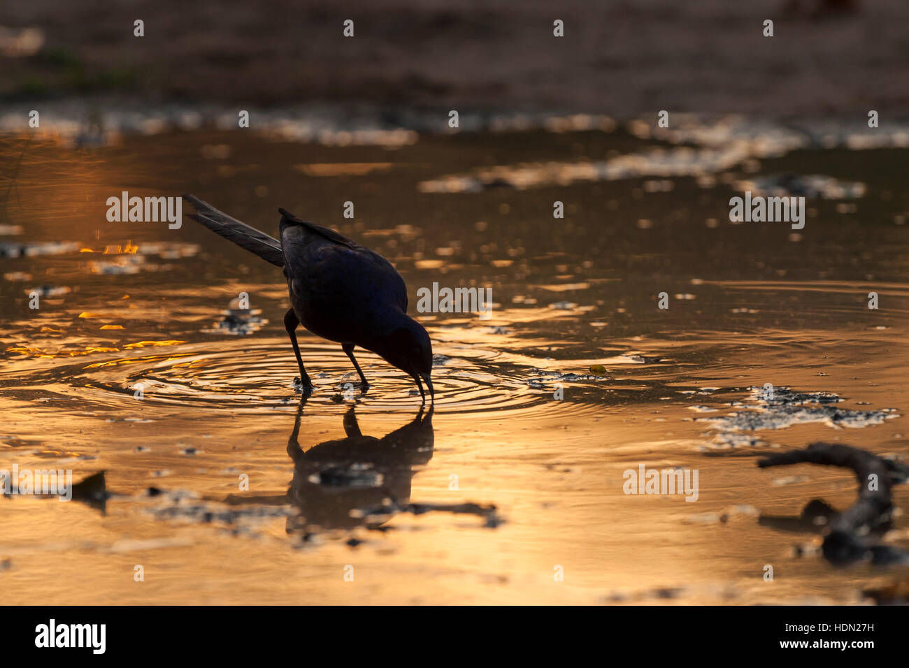 Lange Tailed glänzend Starling Wasser Gold Chitake Stockfoto