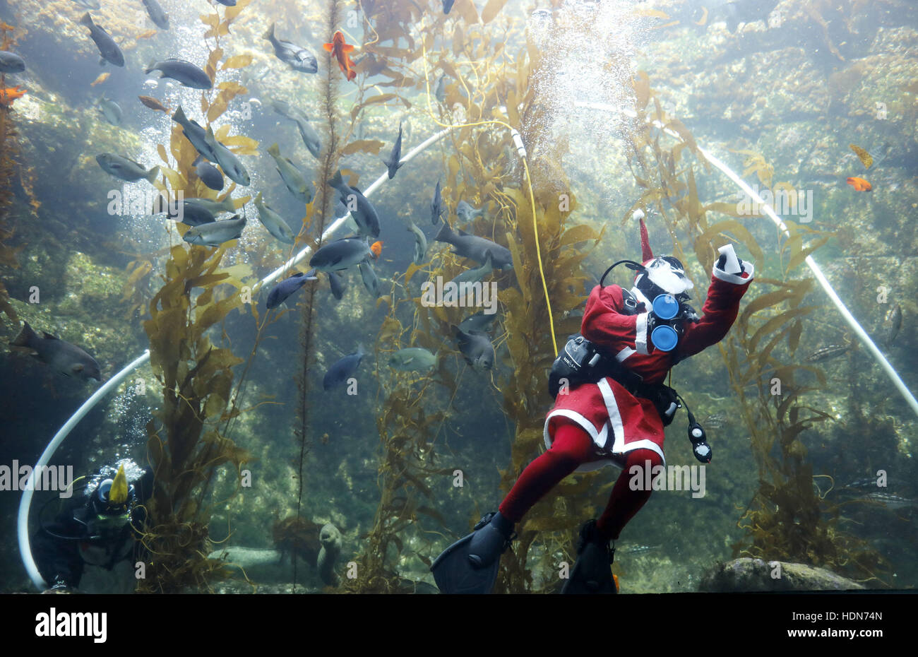 San Diego, Kalifornien, USA. 13. Dezember 2016. Birch Aquarium am Scripps Taucher Tony So tauchte die riesige Kelp Tank zu reinigen und dann die Fische darin gefüttert, nach Mittag von Dienstag als Weihnachtsmann verkleidet. Der Tank umfasst Leopardenhaie, Garibaldi Fische, Muränen und eine riesige Wolfsbarsch. Bildnachweis: John Gastaldo/ZUMA Draht/Alamy Live-Nachrichten Stockfoto