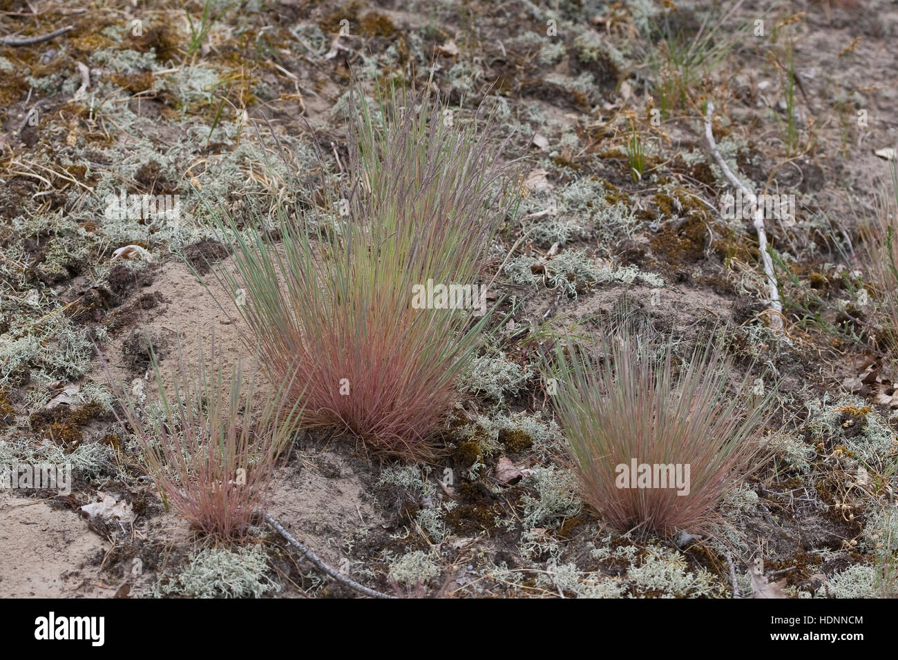 Silbergras, Silber-Gras Corynephorus Canescens, graue Haare Grass Stockfoto