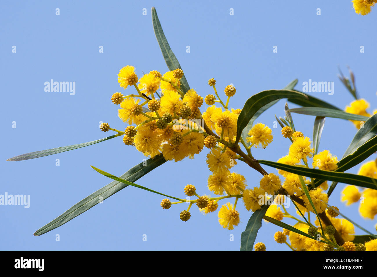 Weidenblatt-Akazie, Weidenblattakazie, Weidenblättrige Akazie, Weidenartige Akazienholz, Blaublättrige Akazie, Acacia Saligna, Coojong, goldenen Kranz wattl Stockfoto