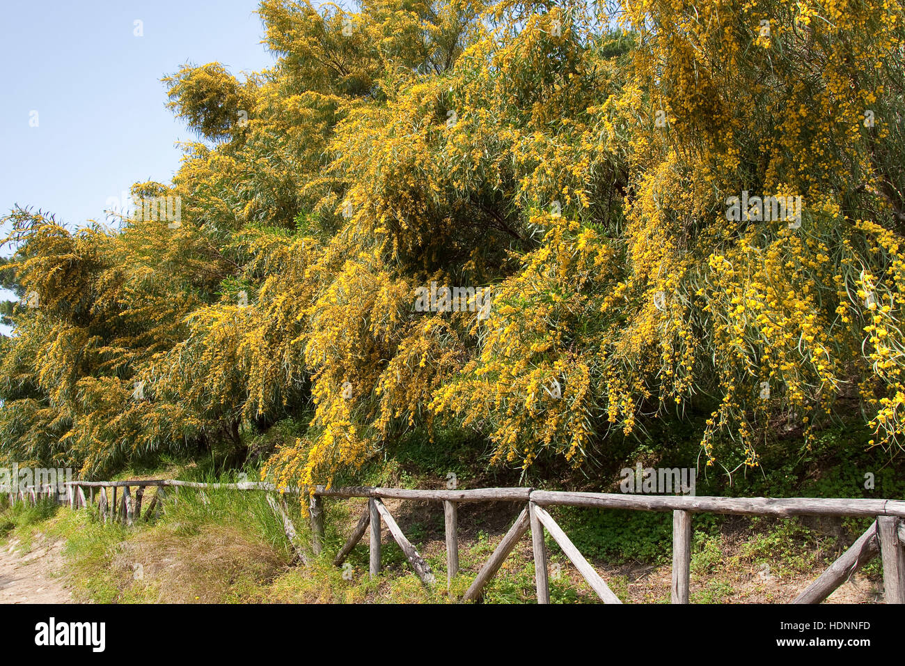 Weidenblatt-Akazie, Weidenblattakazie, Weidenblättrige Akazie, Weidenartige Akazienholz, Blaublättrige Akazie, Acacia Saligna, Coojong, goldenen Kranz wattl Stockfoto