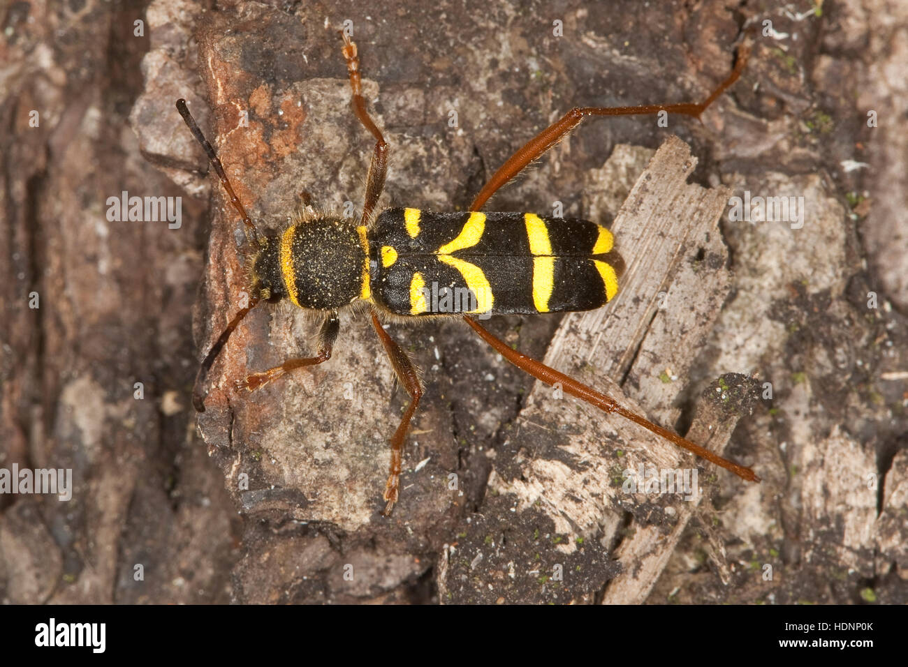 WidderBock, Gemeiner Widderbock, Echter Widderbock Clytus Arietis