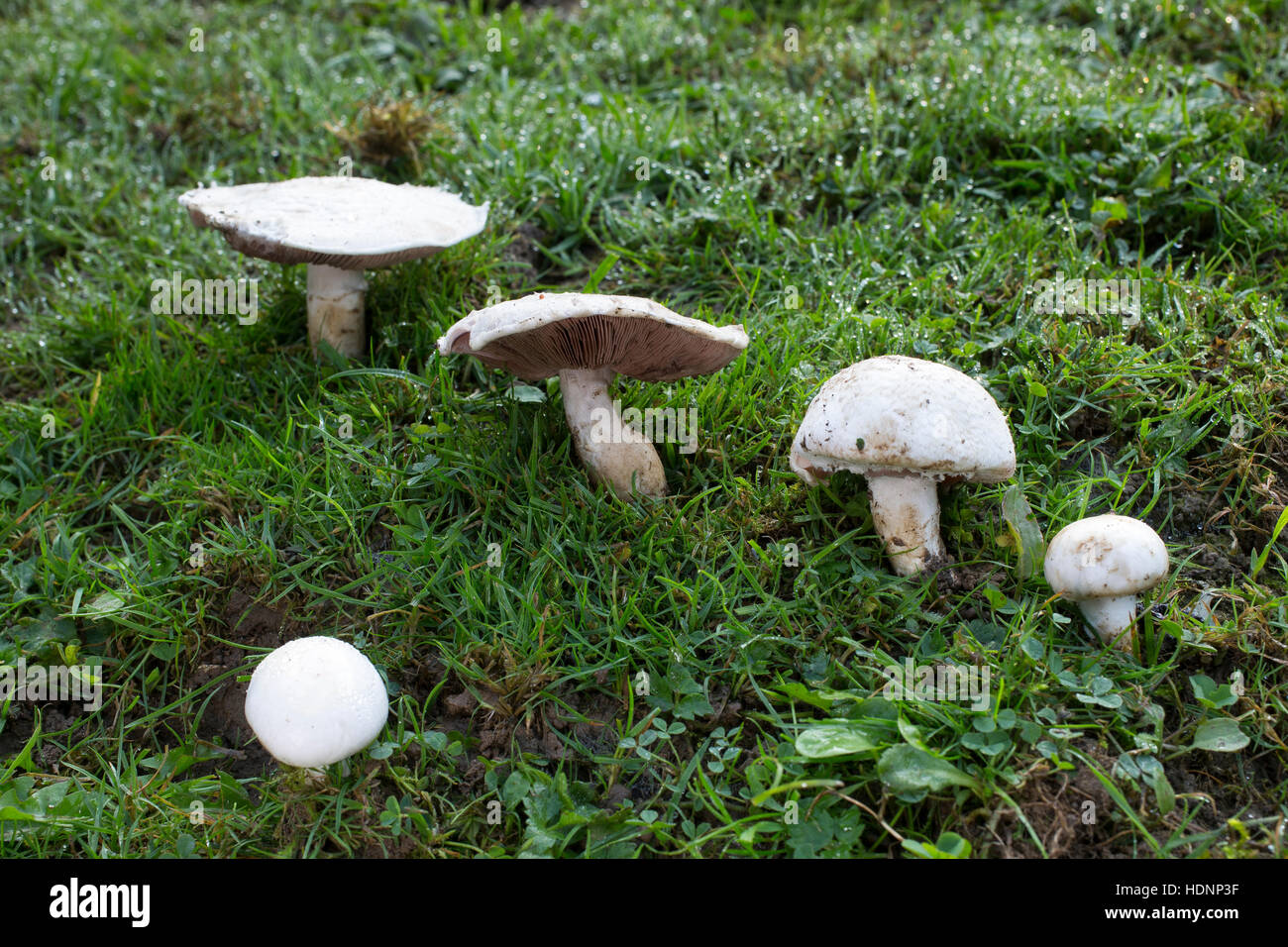 Wiesen-Champignon, Wiesenchampignon, Feldegerling, Wiesenegerling, Feld-Egerling, Wiesen-Egerling, Champignon, Champignons, Champignion, Champignions, Stockfoto