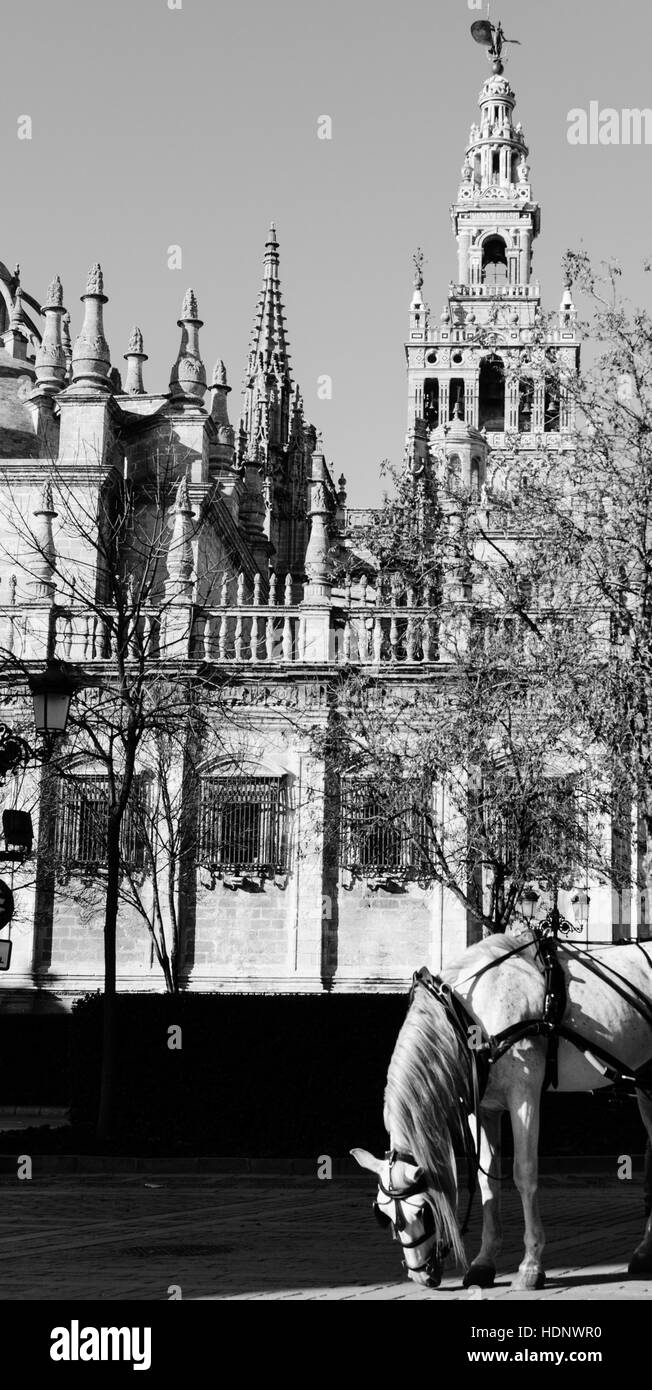 Ein weißes Pferd am Fuße des die Giralda in Sevilla, Glockenturm, der die größte gotische Kathedrale der Welt, in Andalusien Stockfoto