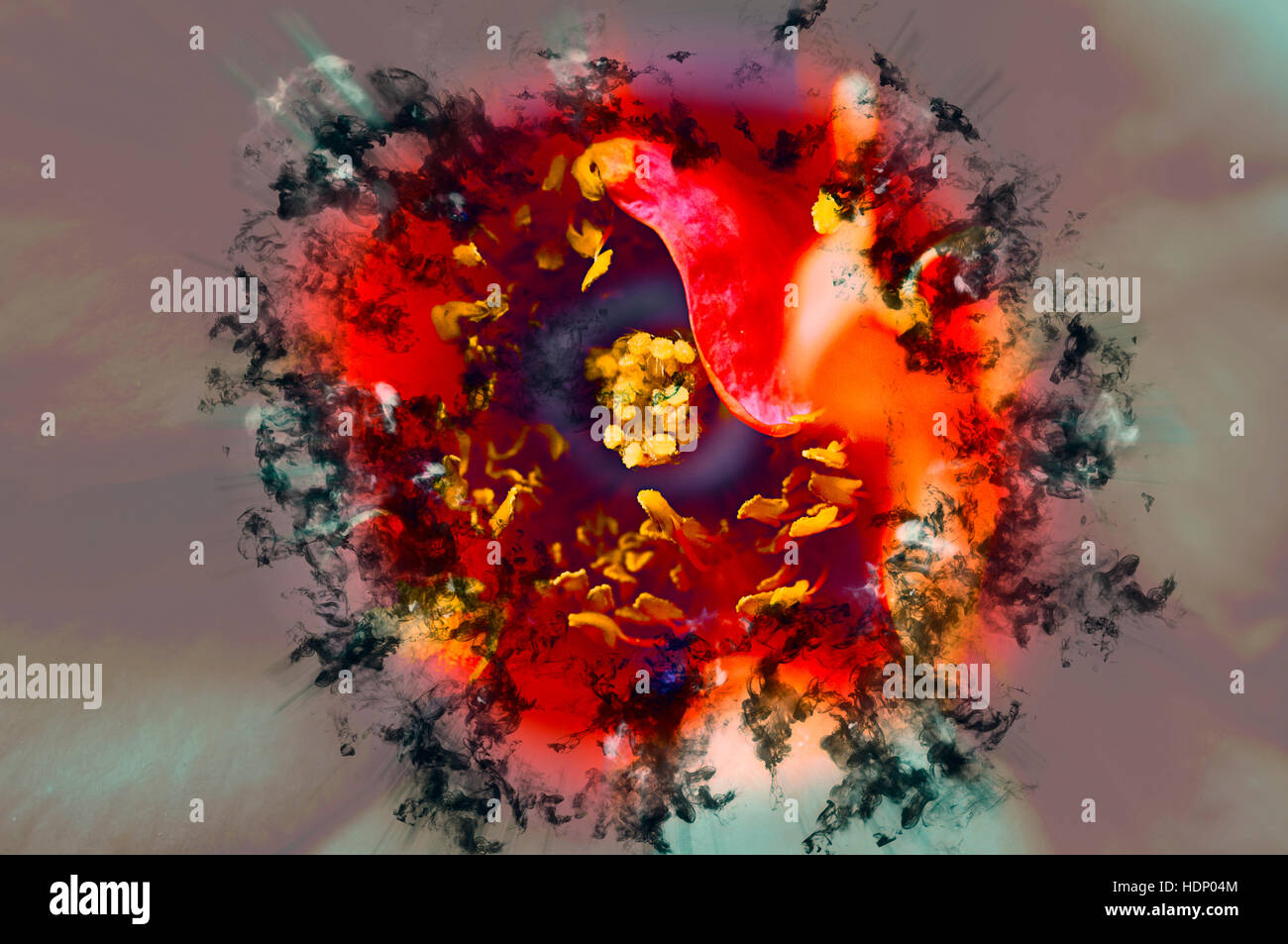 Digital Imagegewinn eine perfekte rote Garten rose Stockfoto