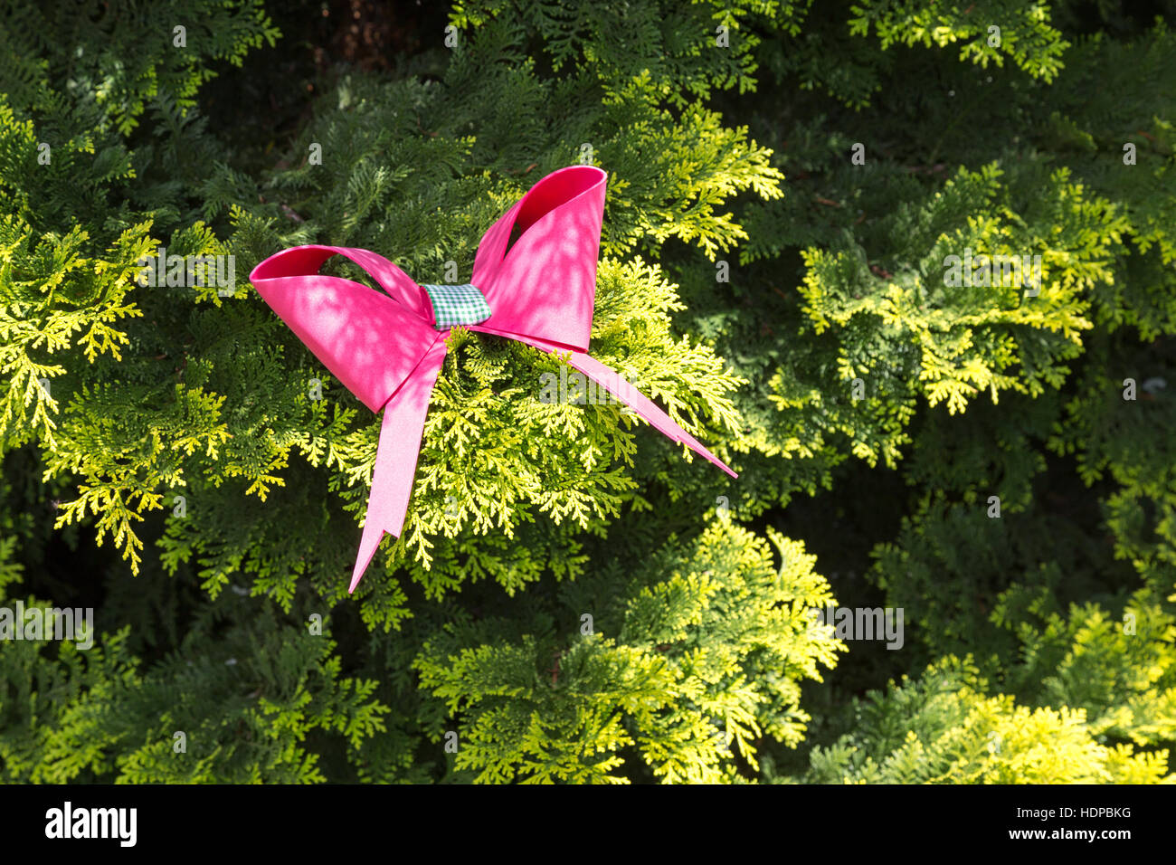 Rosa Schleife binden auf thuja oder orientalischen Lebensbaum (Thuja orientalis) im Garten, als Weihnachten Dekoration, Campos Jordao, Staat Sao Paulo, Brasilien tun Stockfoto