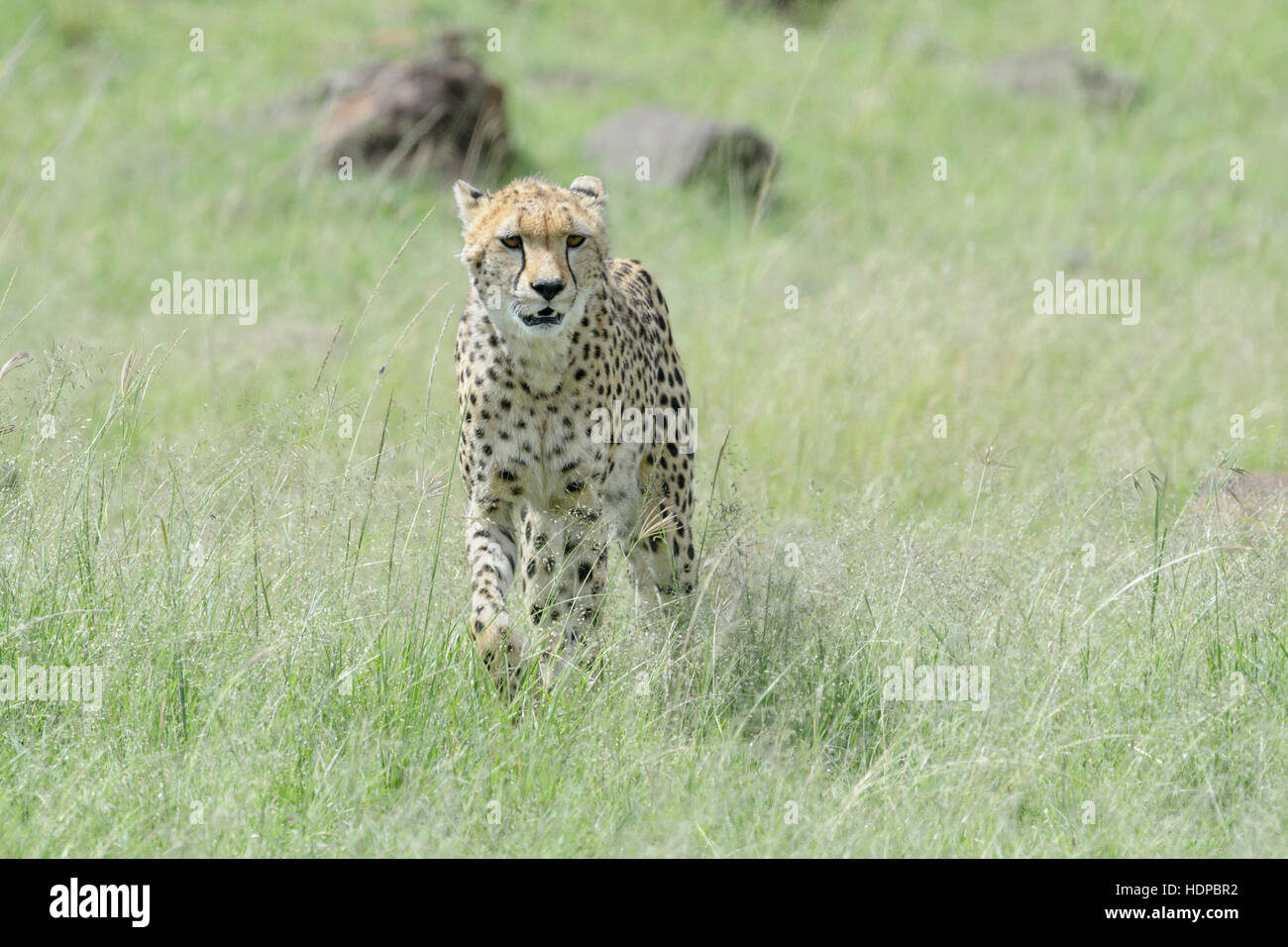 Gepard (Acinonix Jubatus) zu Fuß auf Savanne, Masai Mara National Reserve, Kenia Stockfoto
