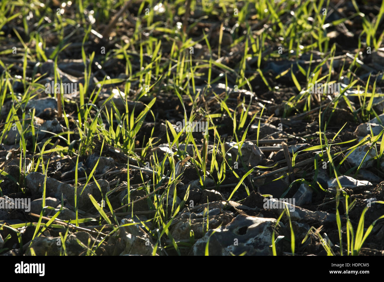 Ein Sämling Winterweizen Ernte entstehen auf steinigem Boden, November, Berkshire Stockfoto