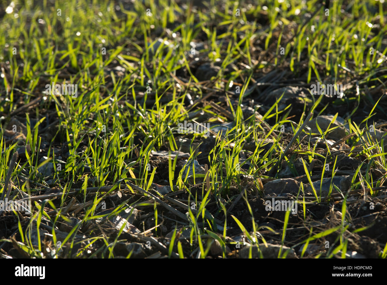 Ein Sämling Winterweizen Ernte entstehen auf steinigem Boden, November, Berkshire Stockfoto