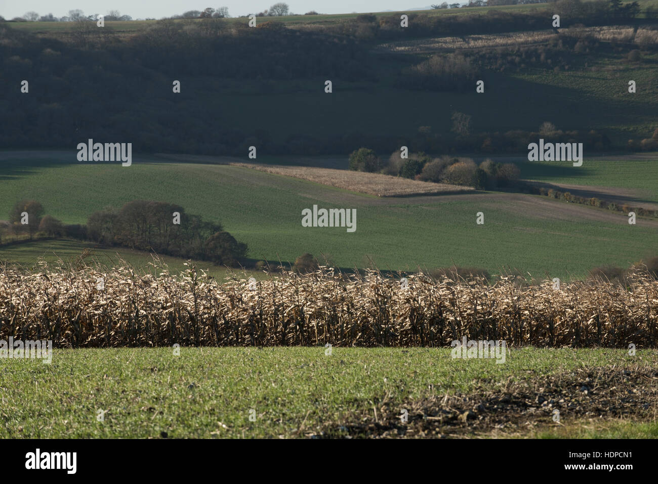 Hügeligem Ackerland Downland mit Spiel Anbau von Mais, Getreide Sämling und Abdeckung, Berkshire, November Stockfoto
