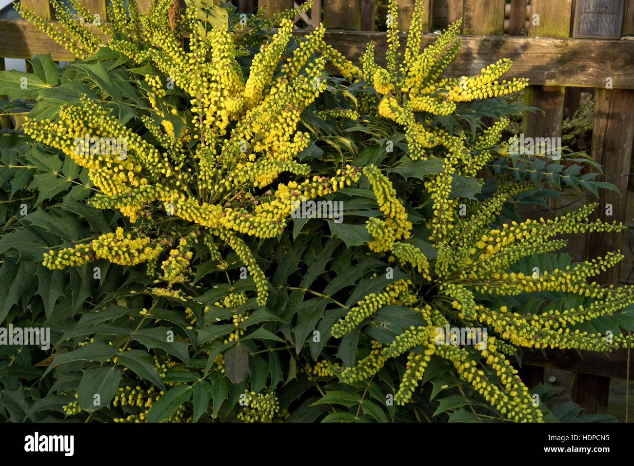 Leuchtend gelben Blüten auf Mahonia x Media 'Winter Sun' spät im Jahr im Dezember Stockfoto