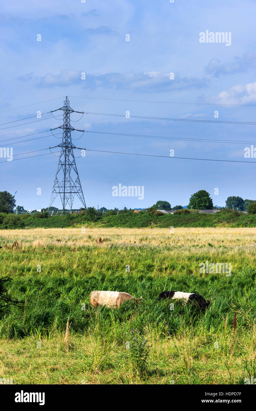 Rinder grasen in einer Wiese auf der Walthamstow Marshes, London, Großbritannien, eine Strom Pylon und Stromleitungen im Hintergrund Stockfoto