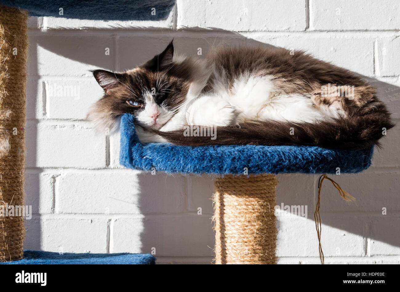 Eine Erwachsene Ragdoll Katze Aalen in der Sonne im Haus Stockfoto