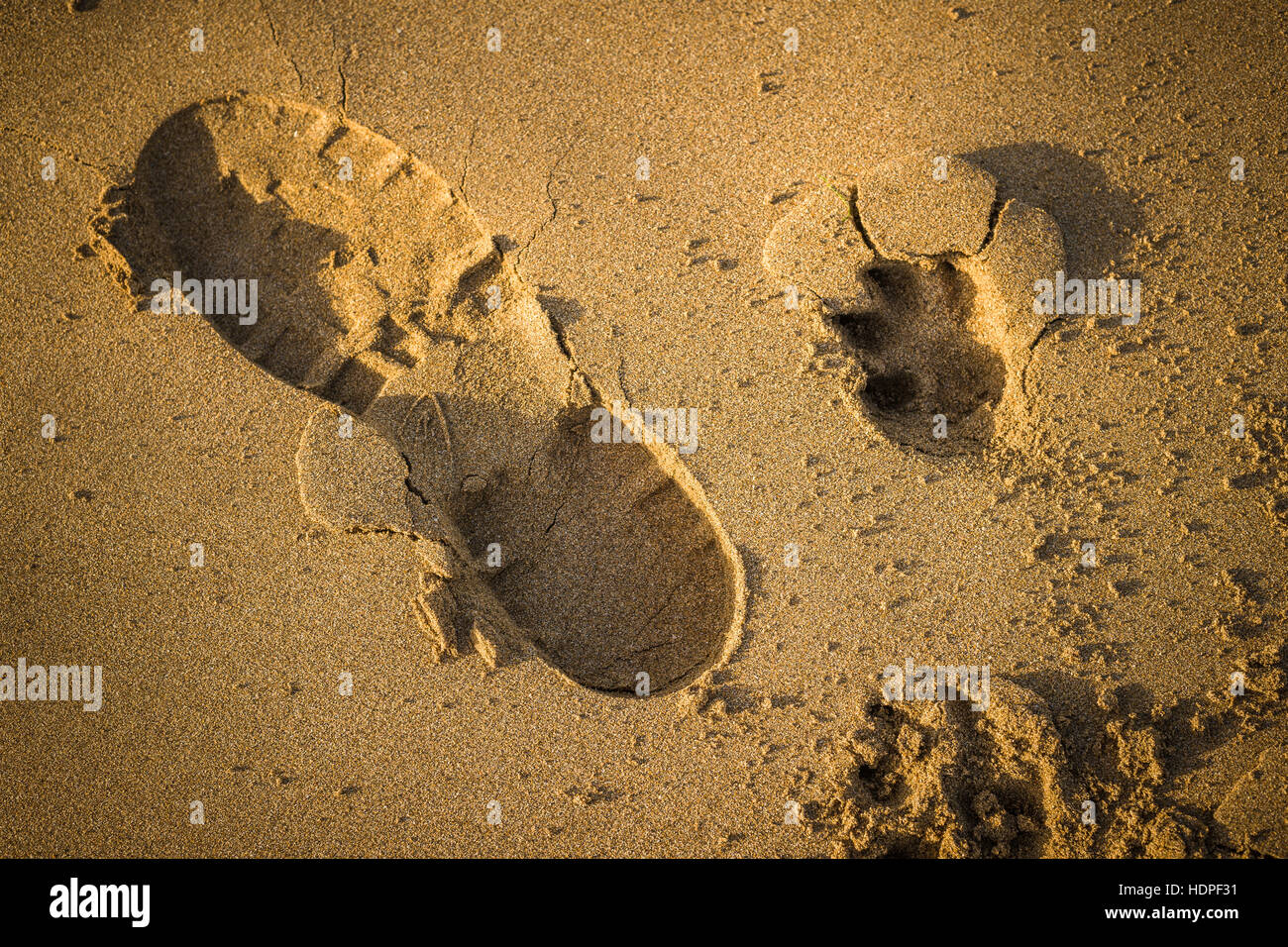 Mans Bester Freund Stockfotos und bilder Kaufen Alamy