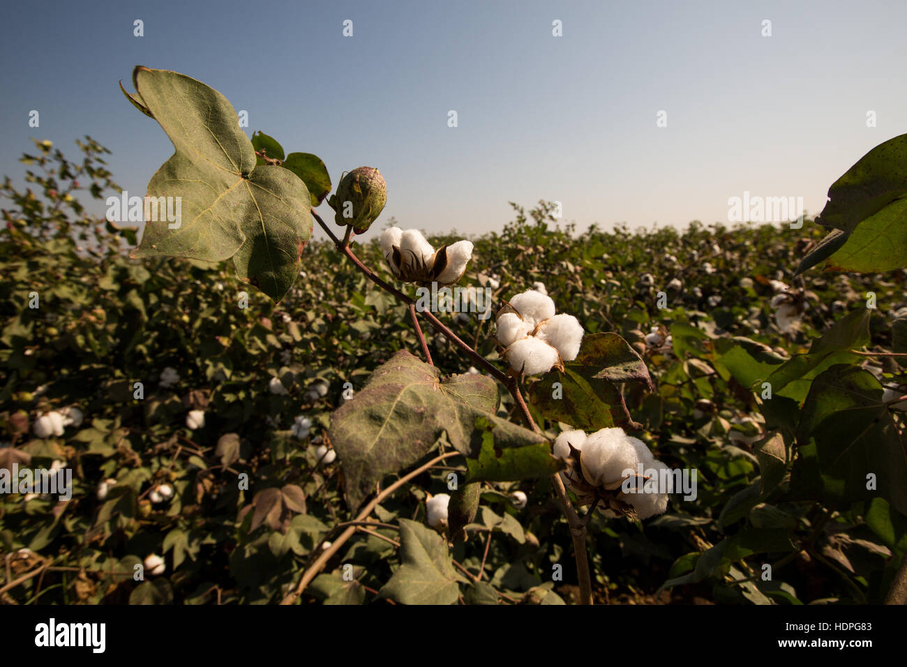 Bio-Baumwolle auf einem Gehöft Bauernhof in Nordindien, reif für die Ernte. Stockfoto