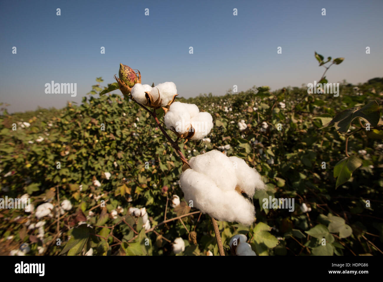 Bio-Baumwolle auf einem Gehöft Bauernhof in Nordindien, reif für die Ernte. Stockfoto
