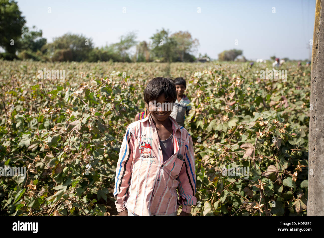 Landarbeiter ernten Bio-Baumwolle in Gujarat, Nordwest-Indien Stockfoto