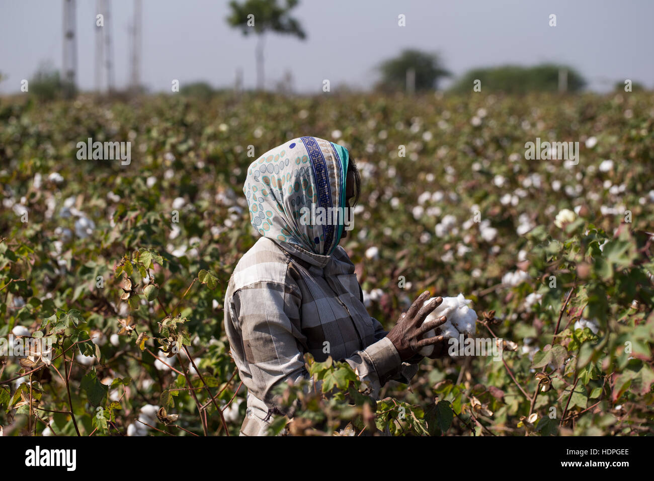 Landarbeiter ernten Bio-Baumwolle in Gujarat, Nordwest-Indien Stockfoto