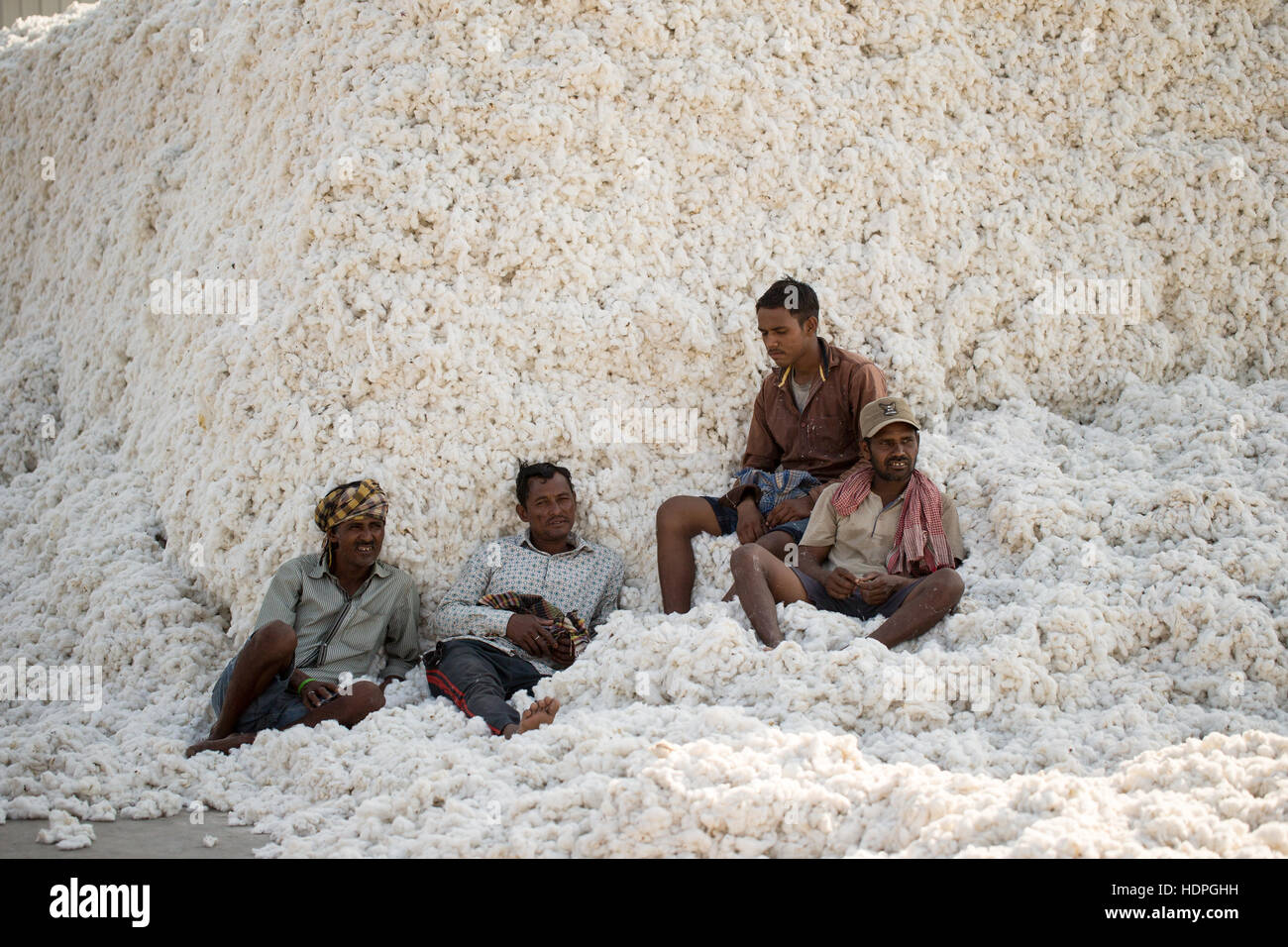 Bio-Baumwolle wird bei einem Gin in Gujarat, Nordwestindien verarbeitet. Stockfoto