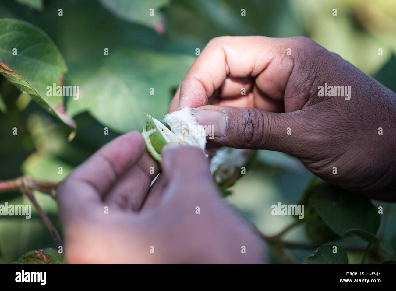 Bauern zeigen eine Infestion von Bollworm in ihre Baumwollernte. Stockfoto