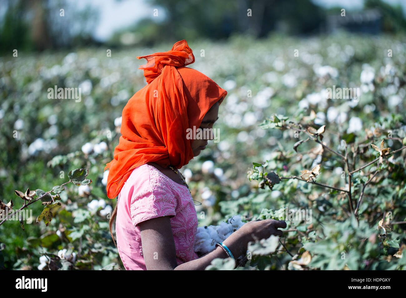 Landarbeiter, die Ernte von Baumwolle aus einem Bio-Bauernhof in Gujarat, Nordwest-Indien. Stockfoto