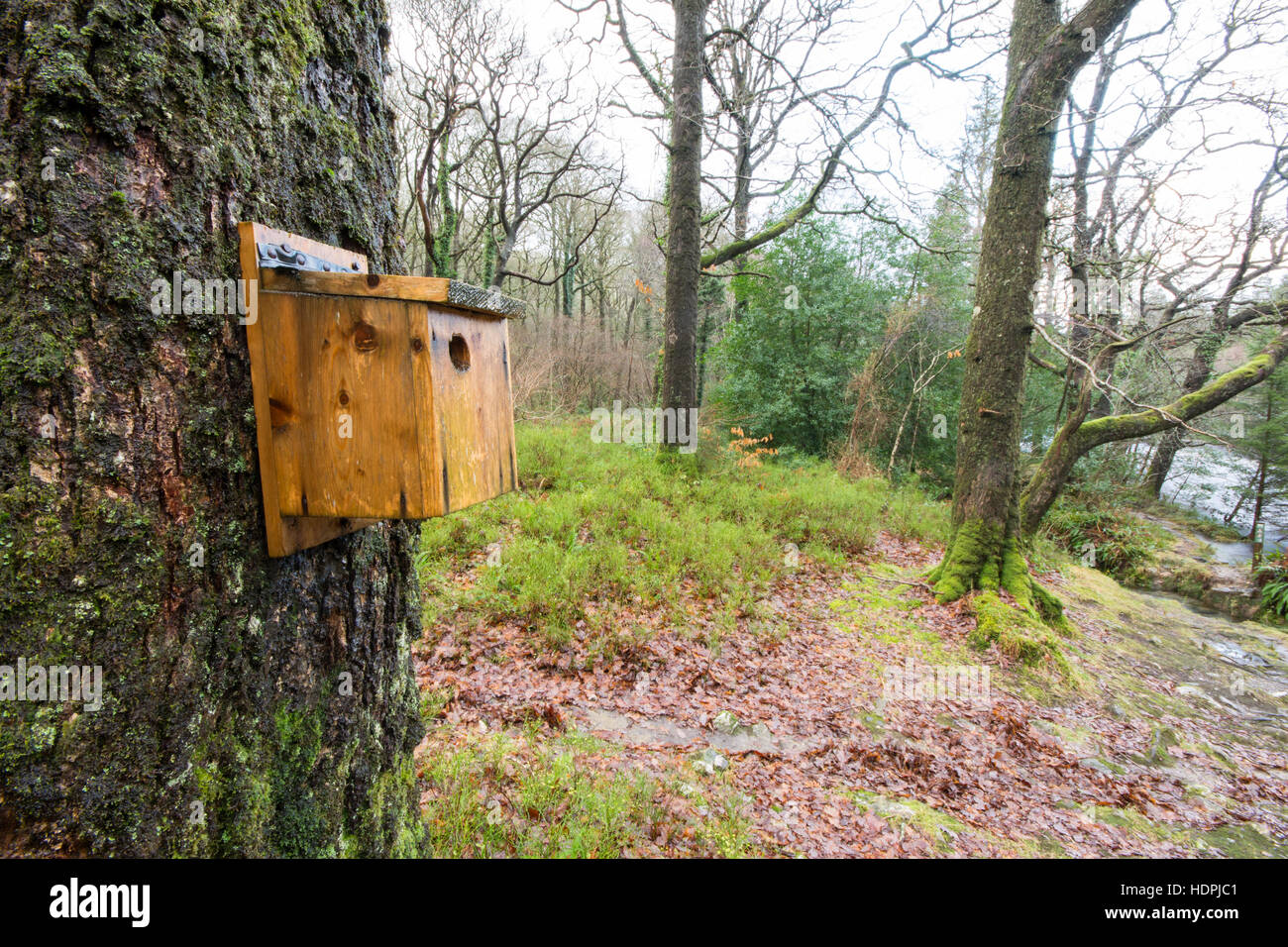 Vogel Nistkasten an einem Baum in feuchten Wäldern Stockfoto