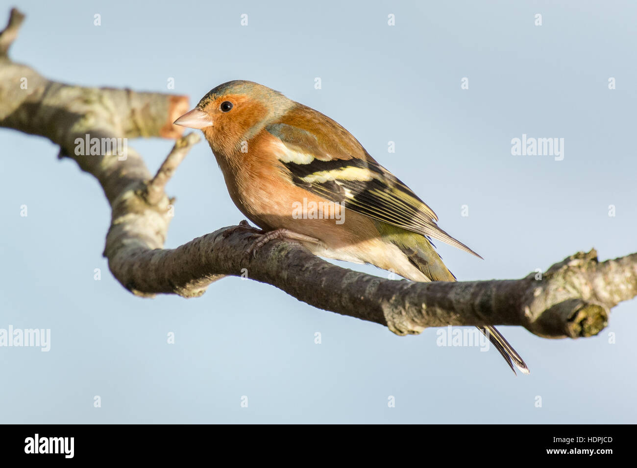 Buchfink auf einem Ast Stockfoto