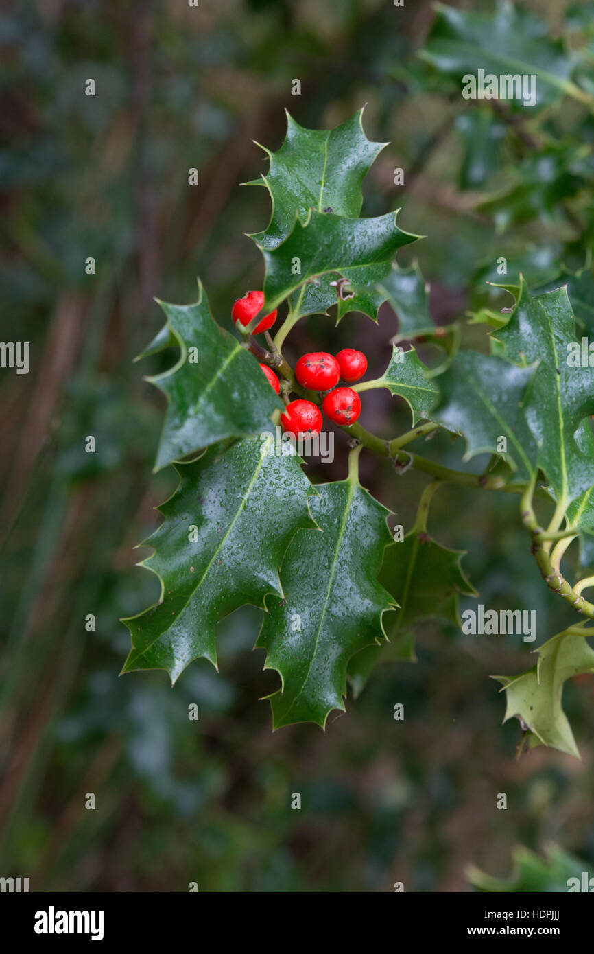 Holly Blättern und roten Beeren Stockfoto