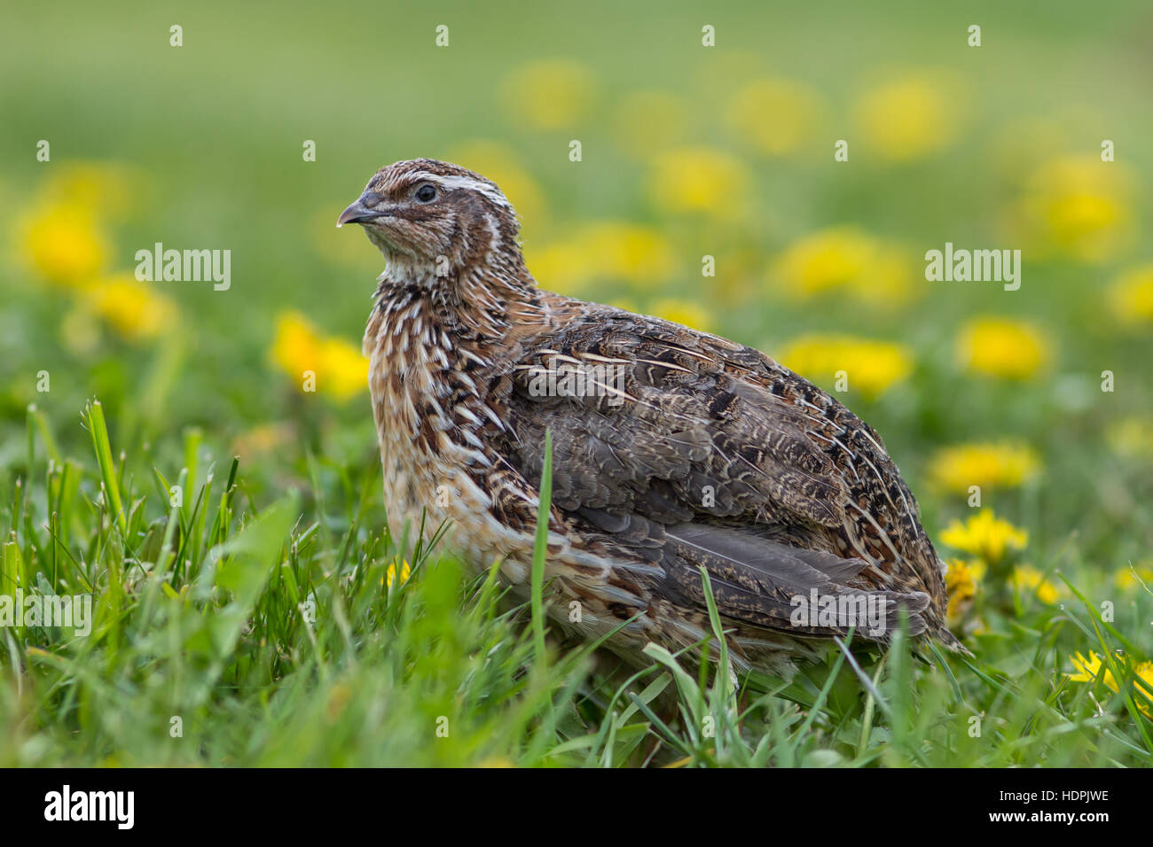 Japanische Wachtel (Coturnix japonica) in einer Frühlingswiese Stockfoto
