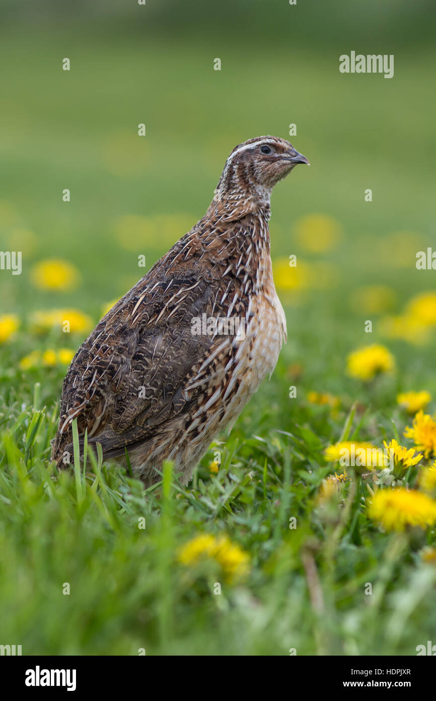 Japanische Wachtel (Coturnix japonica) in einer Frühlingswiese Stockfoto