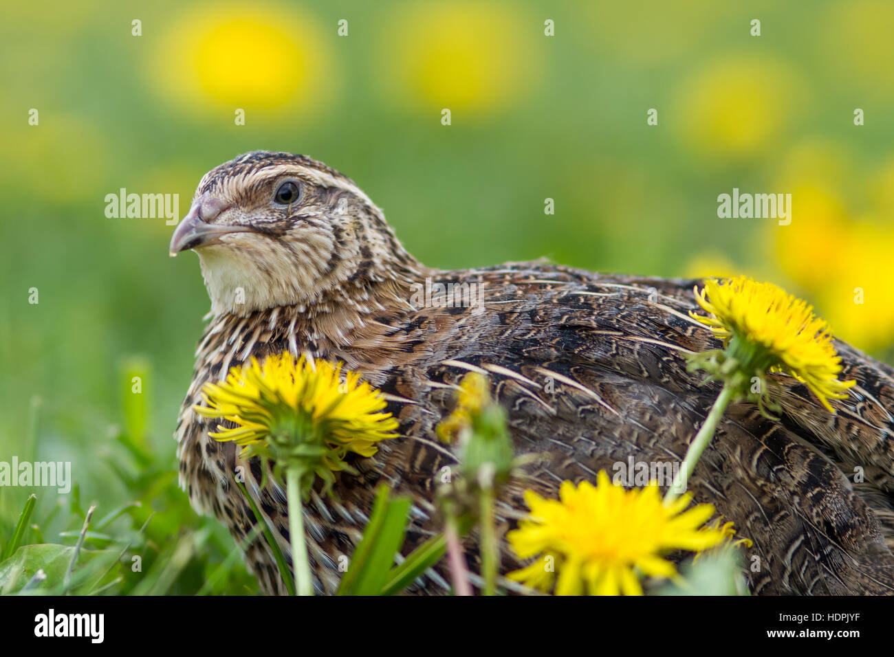 Japanische Wachtel (Coturnix japonica) in einer Frühlingswiese Stockfoto