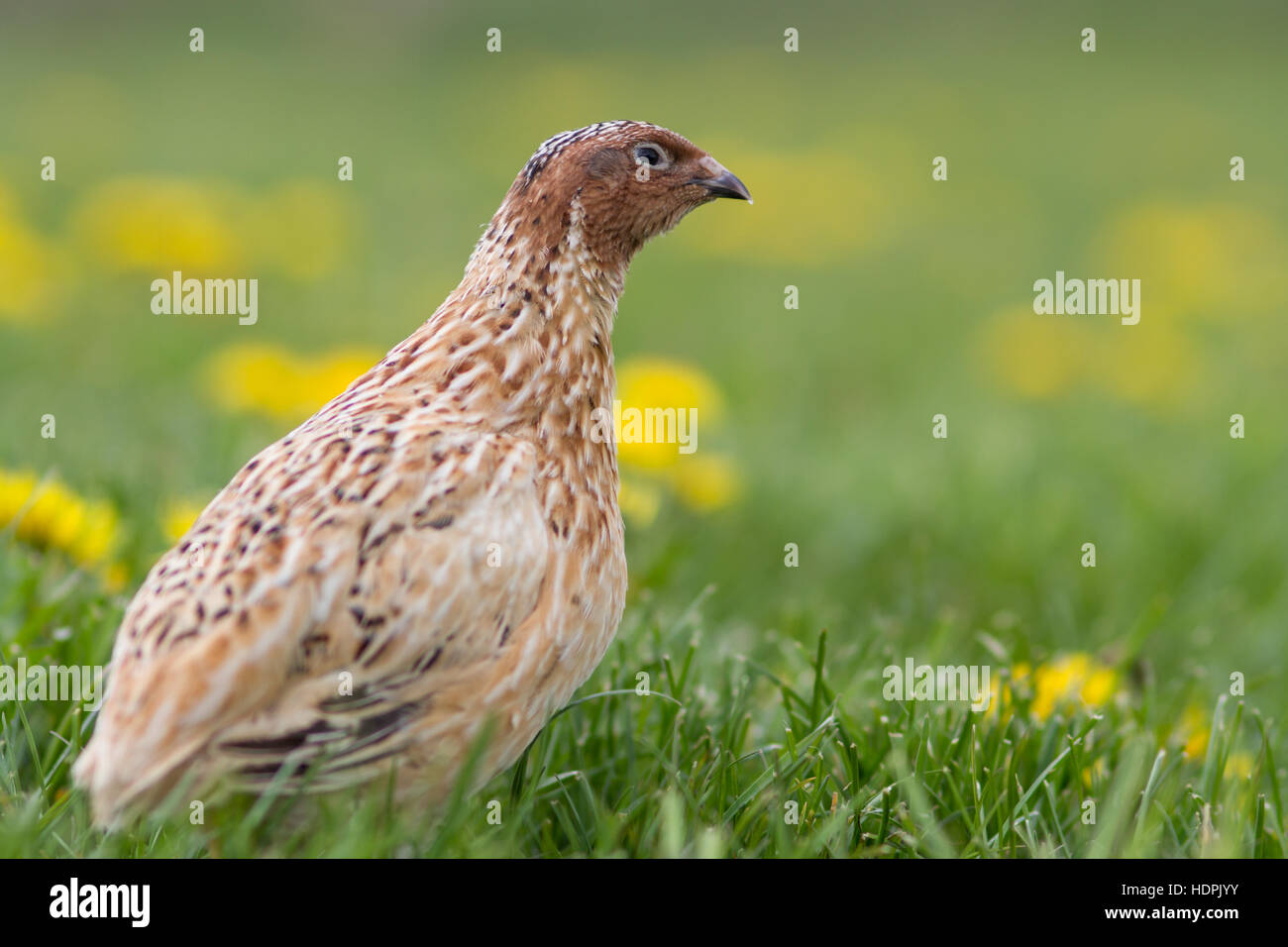 Japanische Wachtel (Coturnix japonica) in einer Frühlingswiese Stockfoto