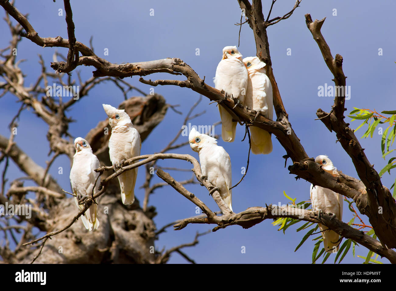 Corella Vögel hoch in einen Baum Tierwelt Flinders Ranges in der Nähe von Hawker South Australia Stockfoto