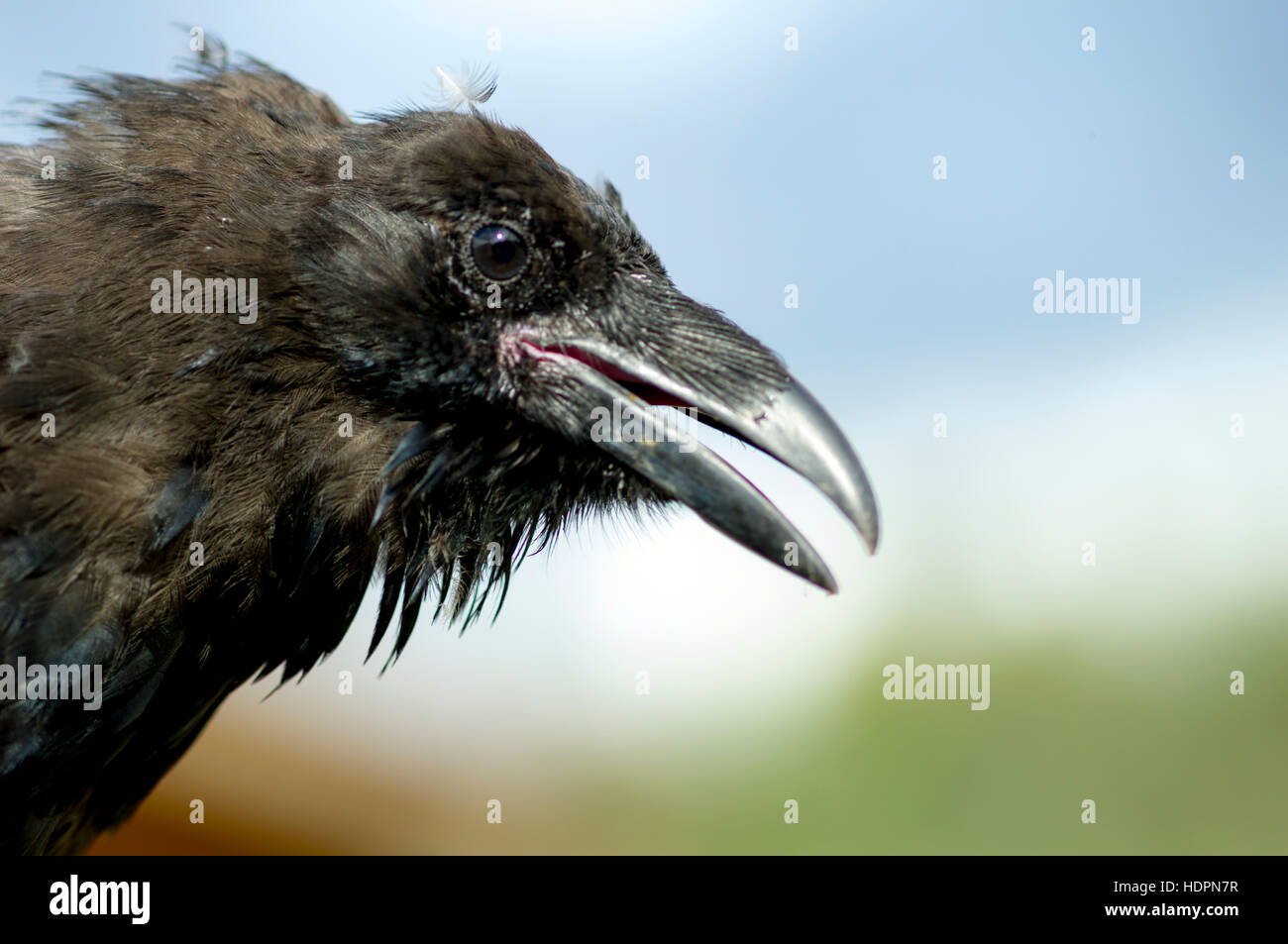 Jugendlicher rabe -Fotos und -Bildmaterial in hoher Auflösung – Alamy