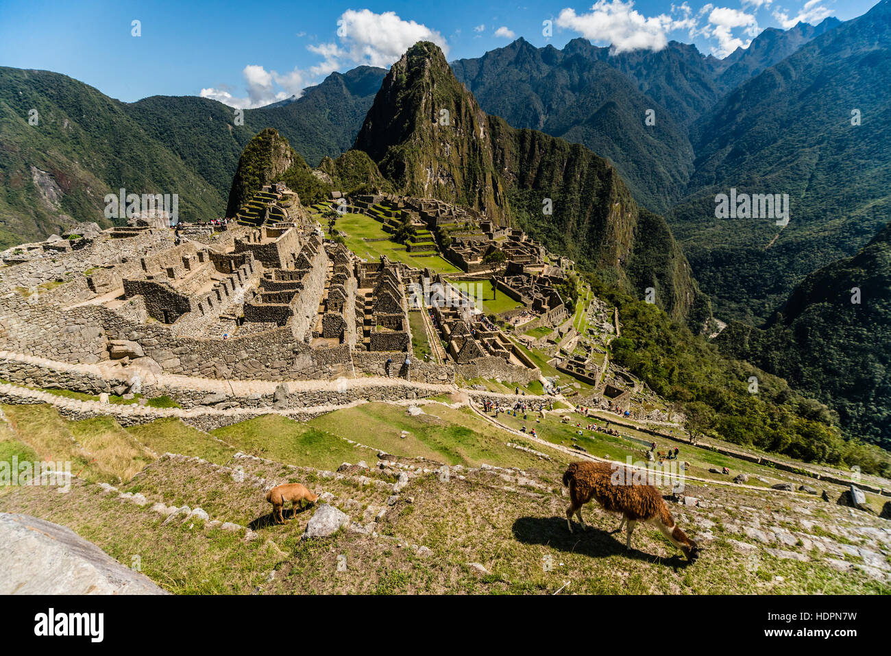 Blick auf die verlorene Inka-Stadt Machu Picchu in der Nähe von Cusco, Peru. Machu Picchu ist eine peruanische historische Heiligtum. Lama im Vordergrund zu sehen. Stockfoto