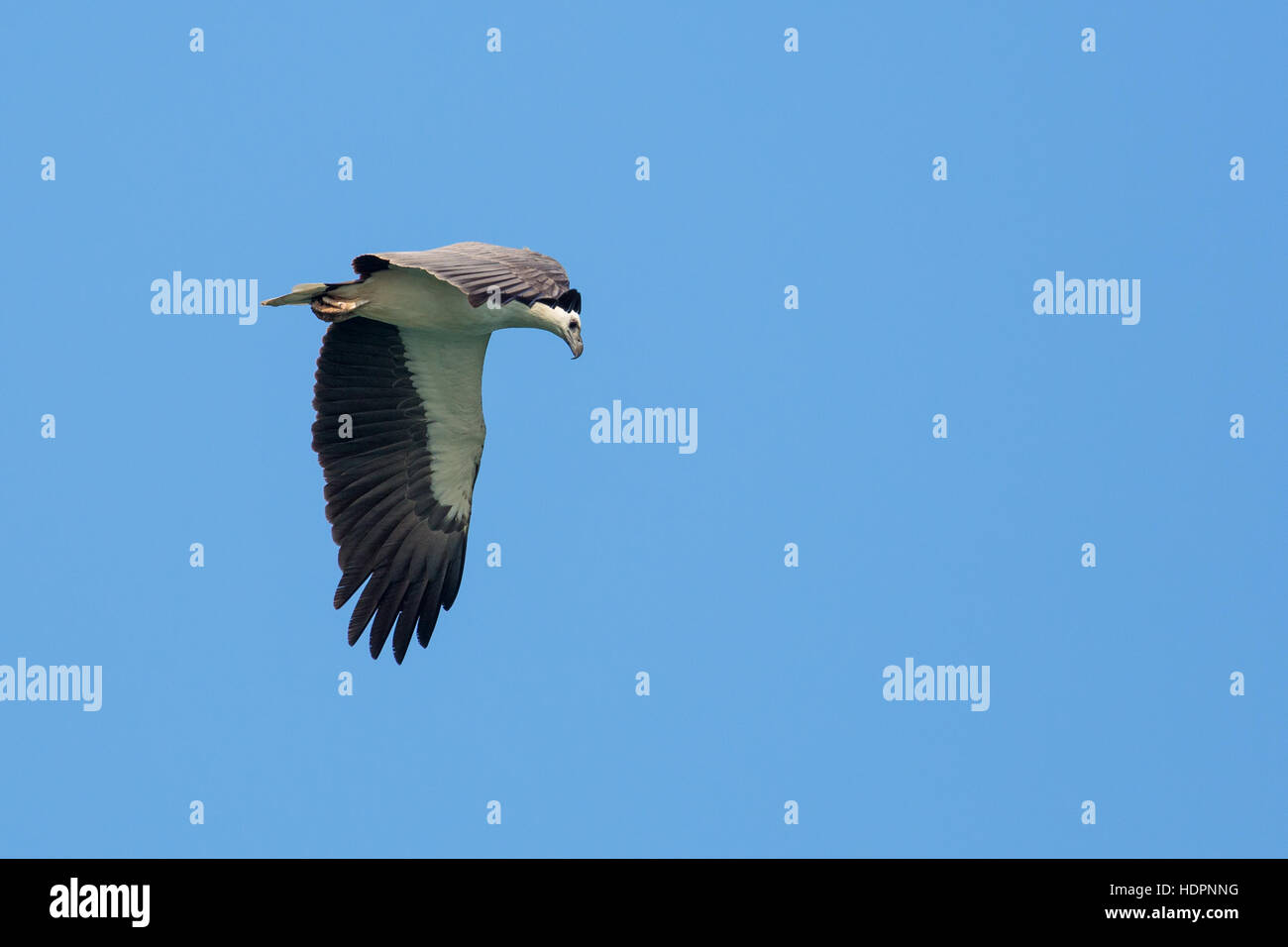 White-bellied Sea Eagle am blauen Himmel fliegen Stockfoto