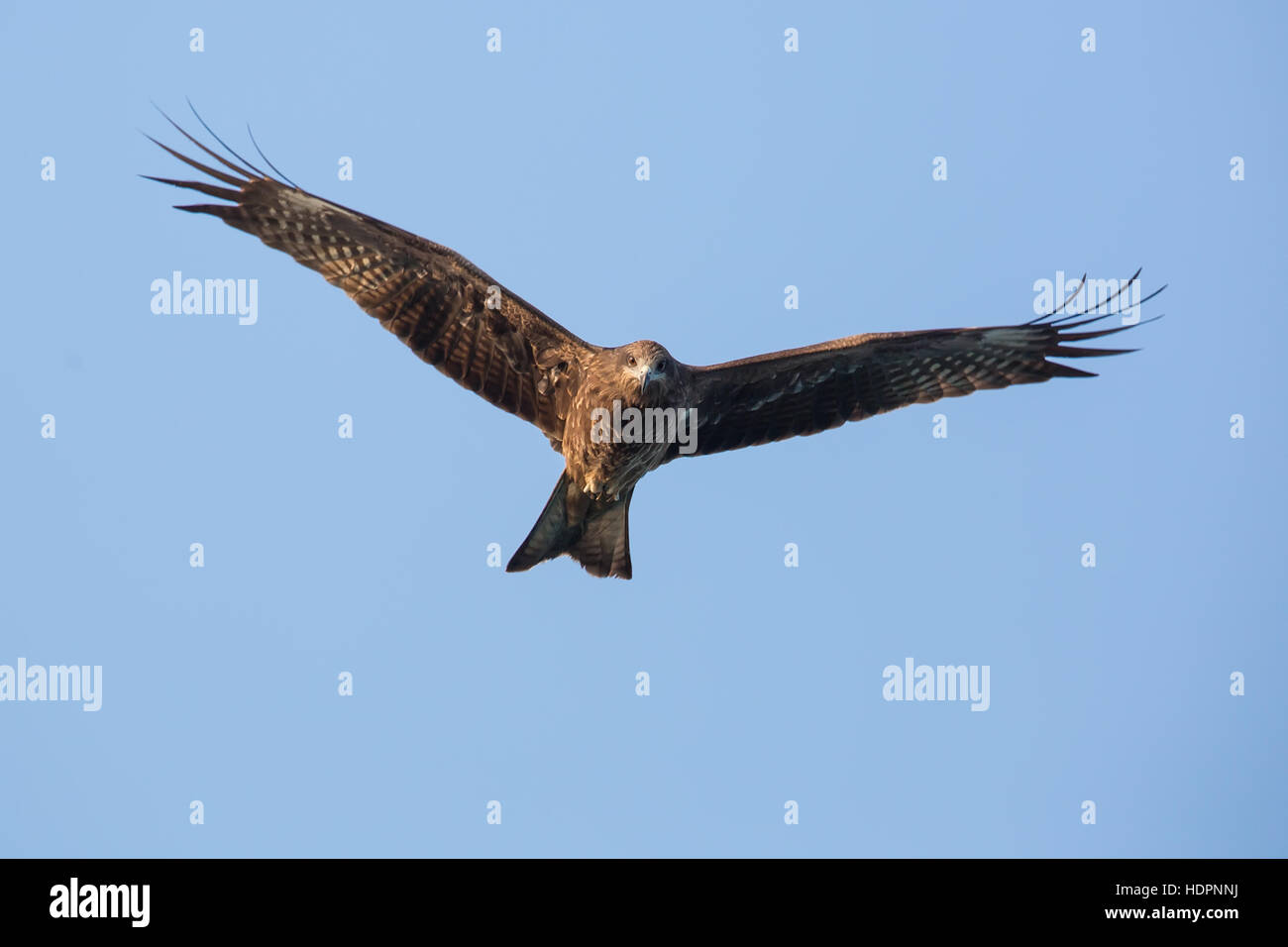 Schwarze Drachen fliegen im blauen Himmel Stockfoto