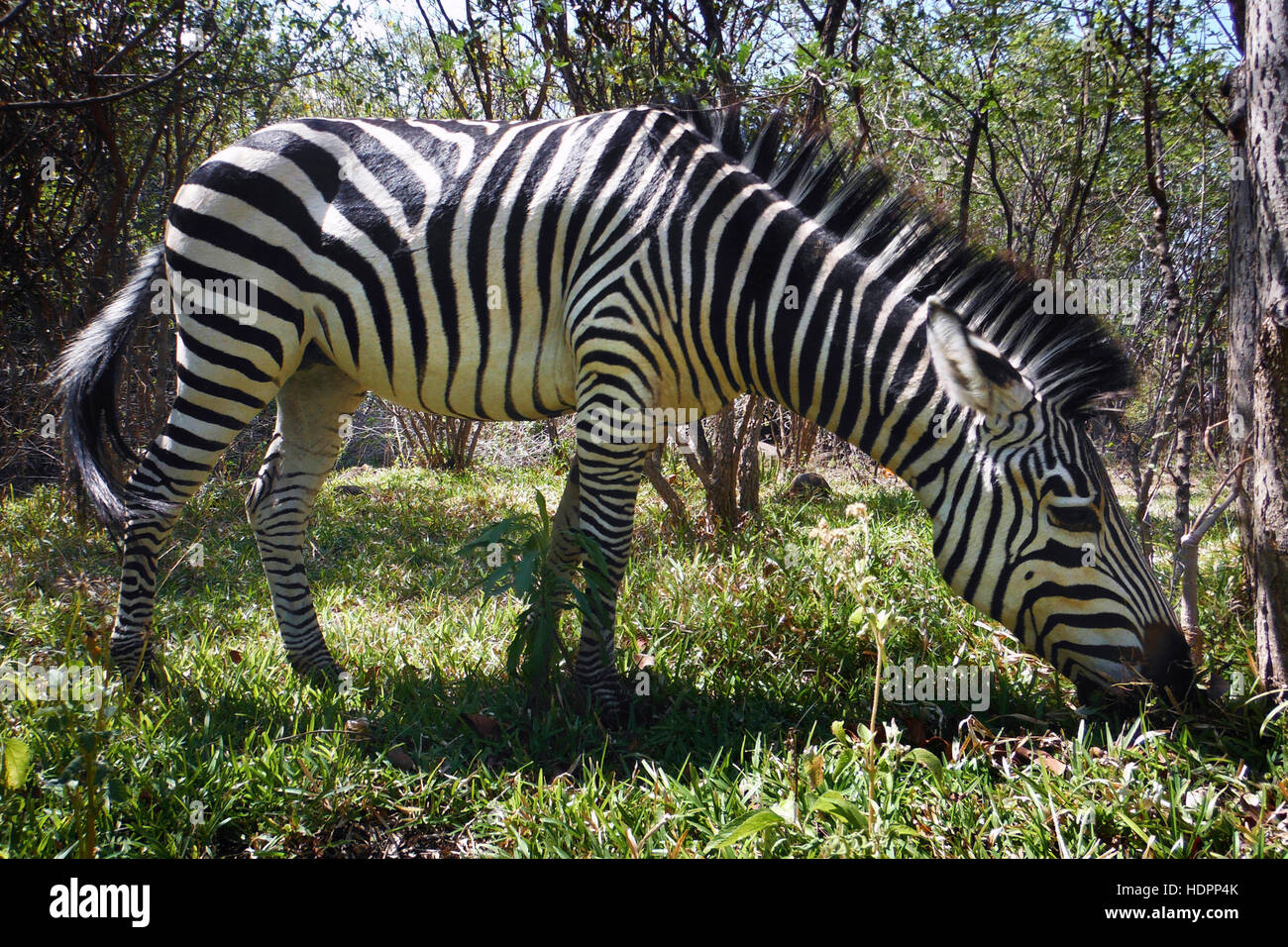 Zebra auf der Außenseite des Royal Livingstone Hotel. Zebra Streifen vor dem Royal Livingstone Hotel. Dieses Hotel hat die Hauptposition für den Stockfoto