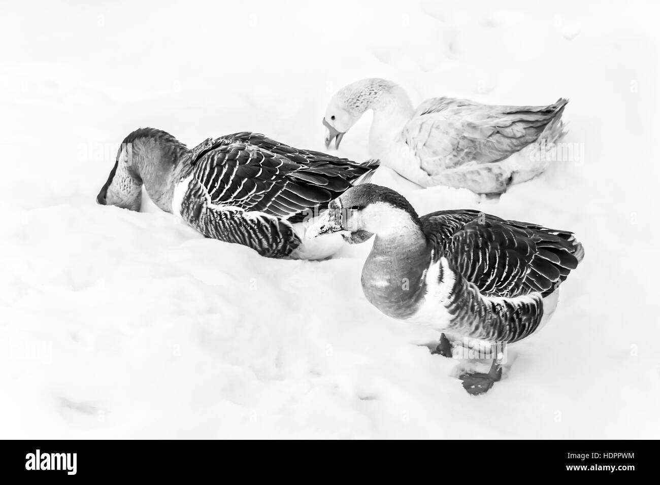 Gänse im Schnee am bewölkten Wintertag in schwarz / weiß Stockfoto