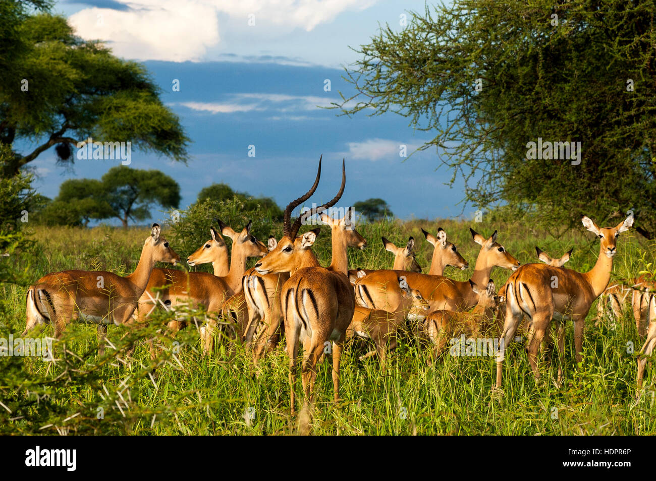 Männliche Impalas (Aepyceros Melampus) und junge Pavian, Tarangire Nationalpark, Tansania Stockfoto
