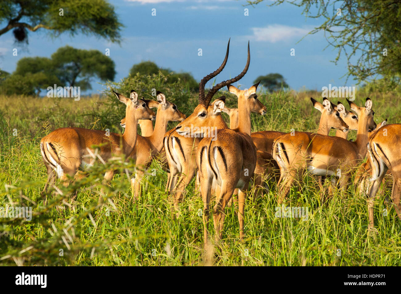 Männliche Impalas (Aepyceros Melampus) und junge Pavian, Tarangire Nationalpark, Tansania Stockfoto