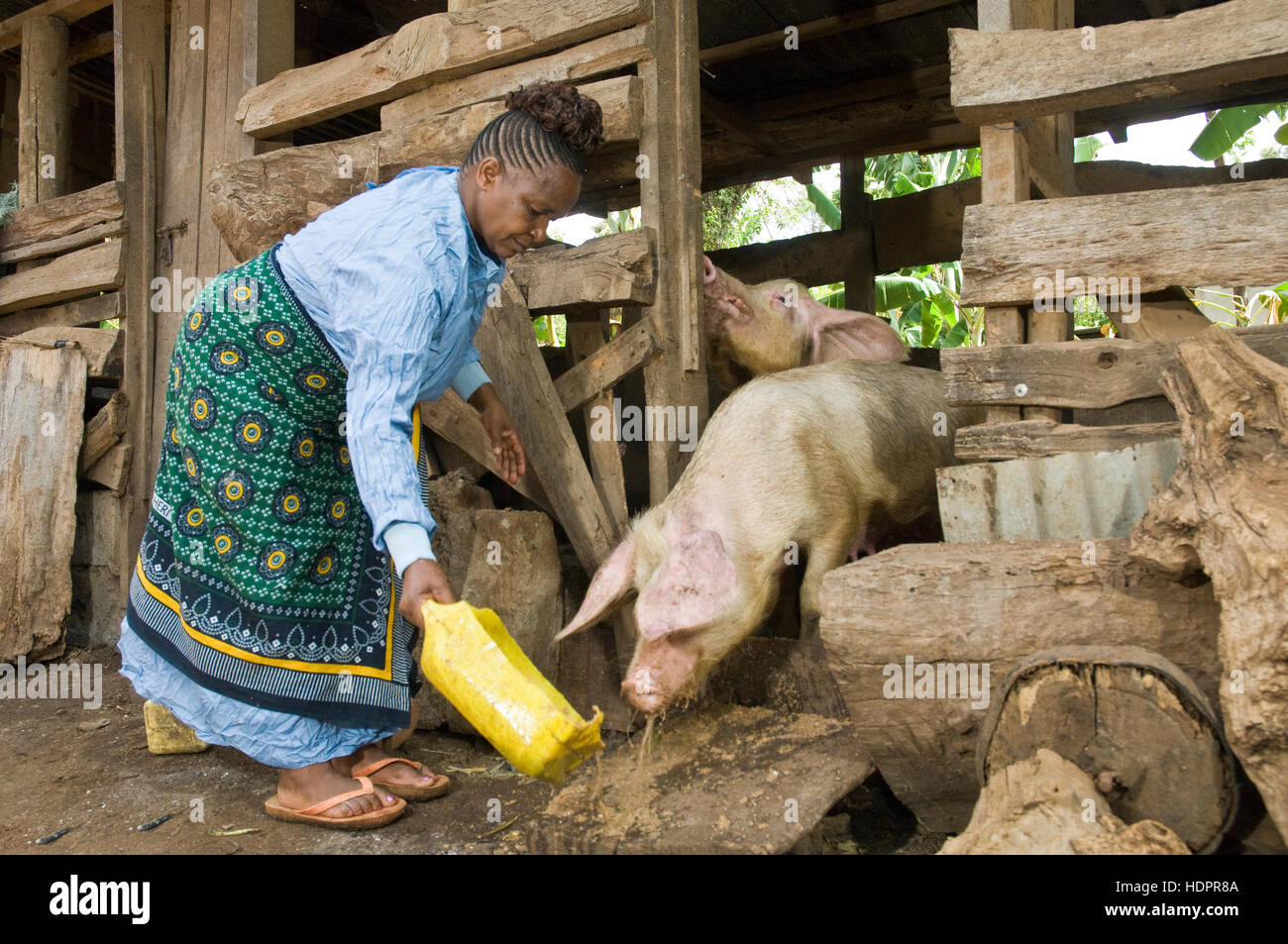 Afrikanische Frau füttert ihr Schweine ein HIV/AIDS-Einkommen schaffende Projekt, Moshi, Tansania Stockfoto