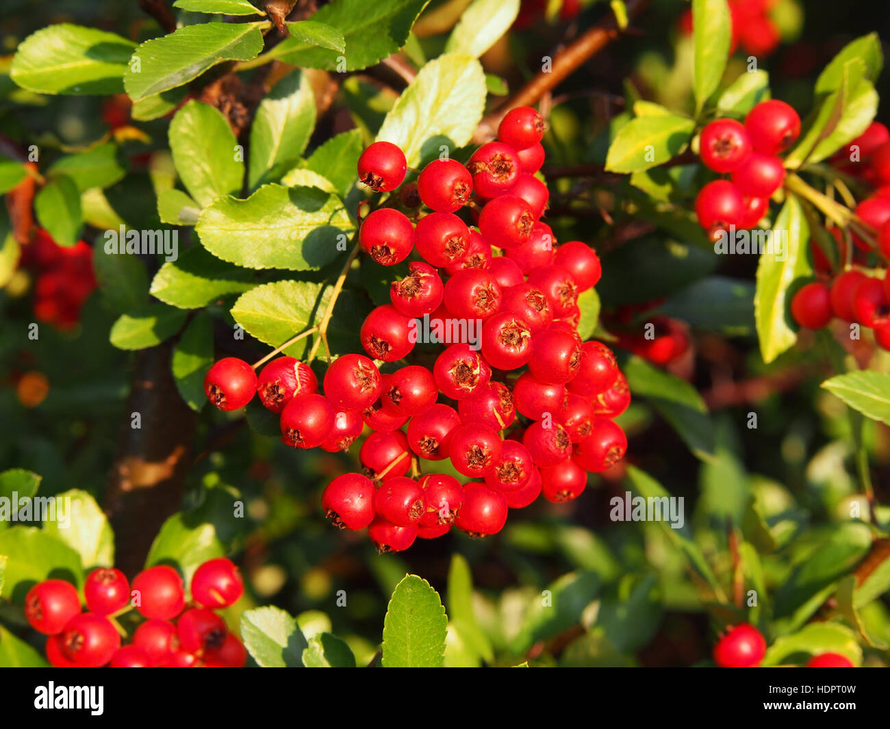 Pyracantha Coccinea, scarlet firethorn Stockfoto