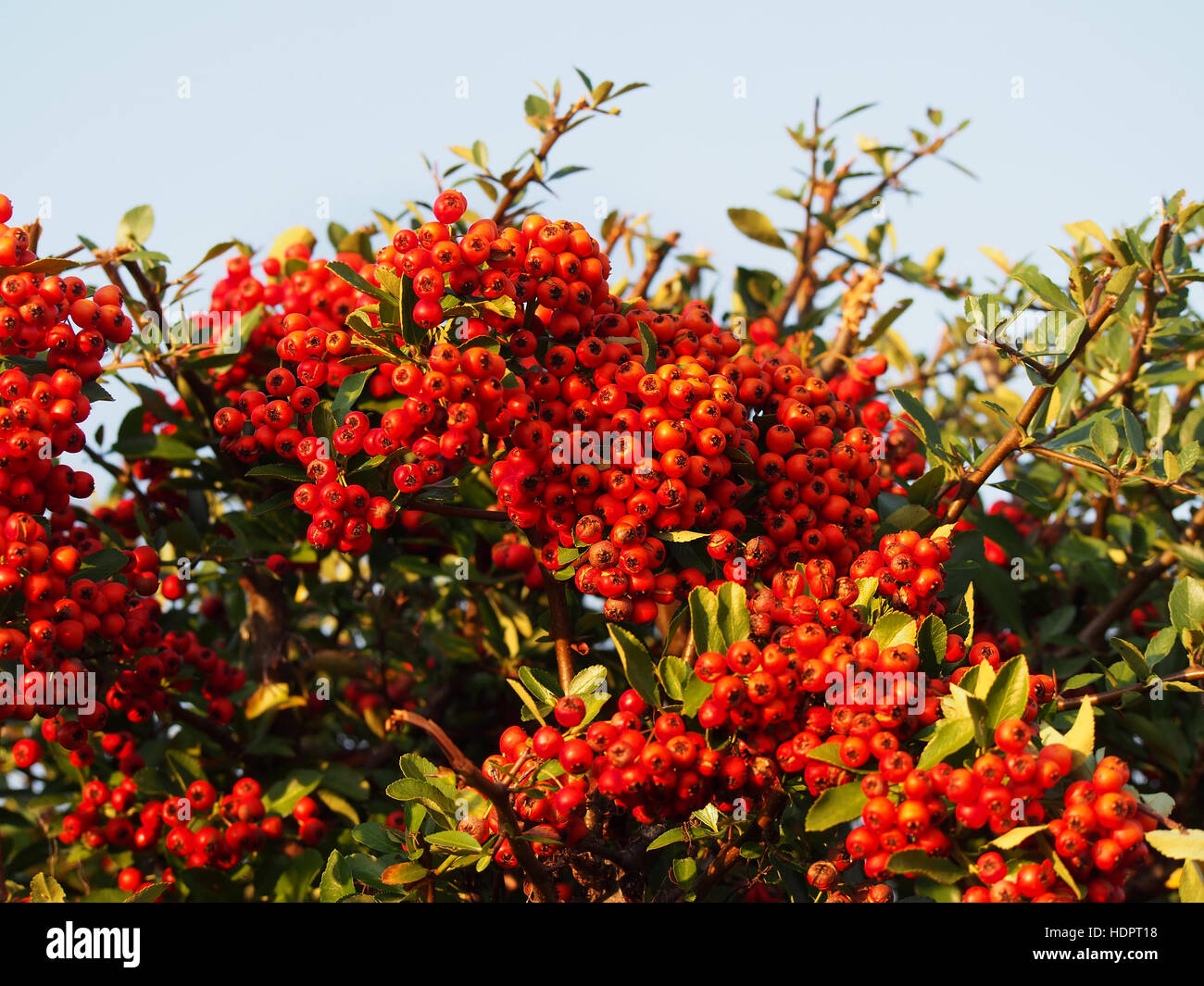 Pyracantha Coccinea, scarlet firethorn Stockfoto