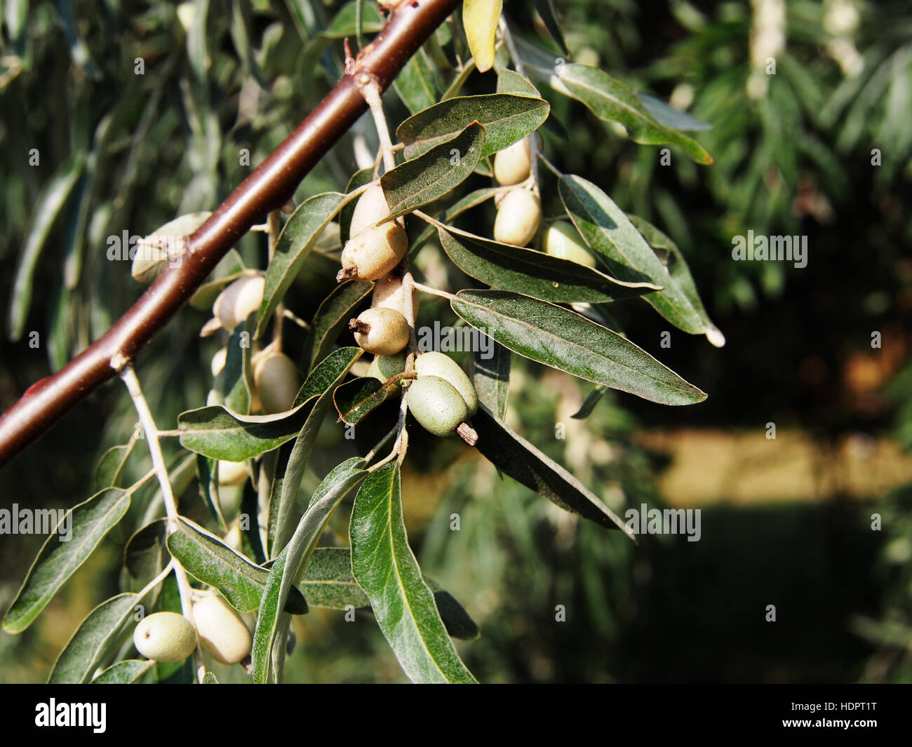 Oleaster, Russische olive - Elaeagnus angustifolia Stockfoto