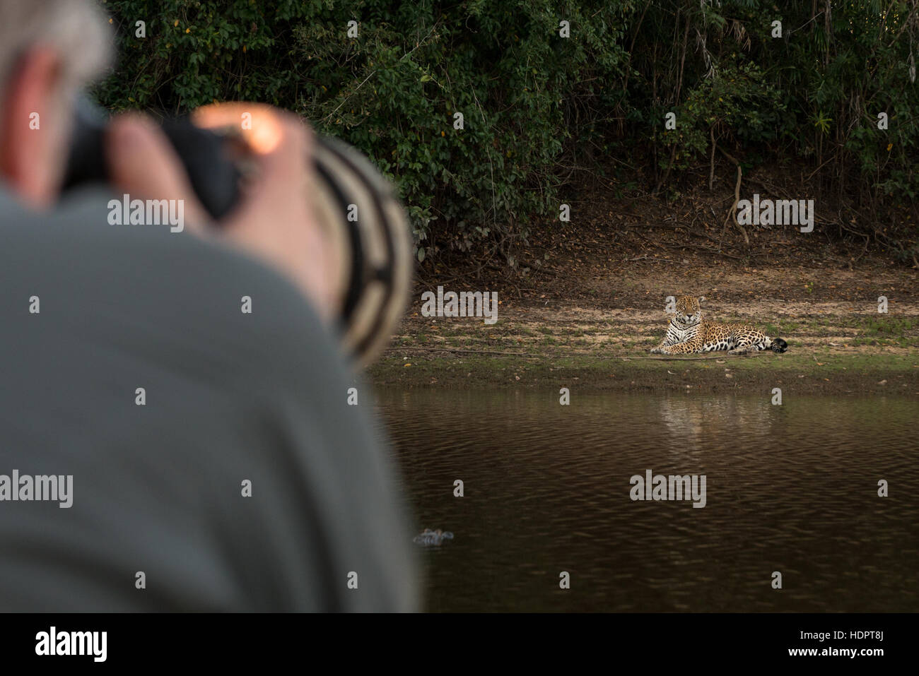 Ein Tourist fotografiert einen Jaguar im Pantanal mit einem großen Objektiv Stockfoto