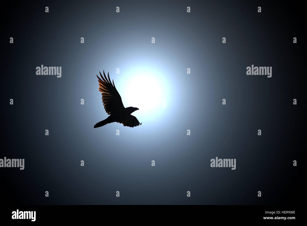 Geheimnisvolle Black Raven fliegt gegen Vollmond in der Nacht. Stockfoto
