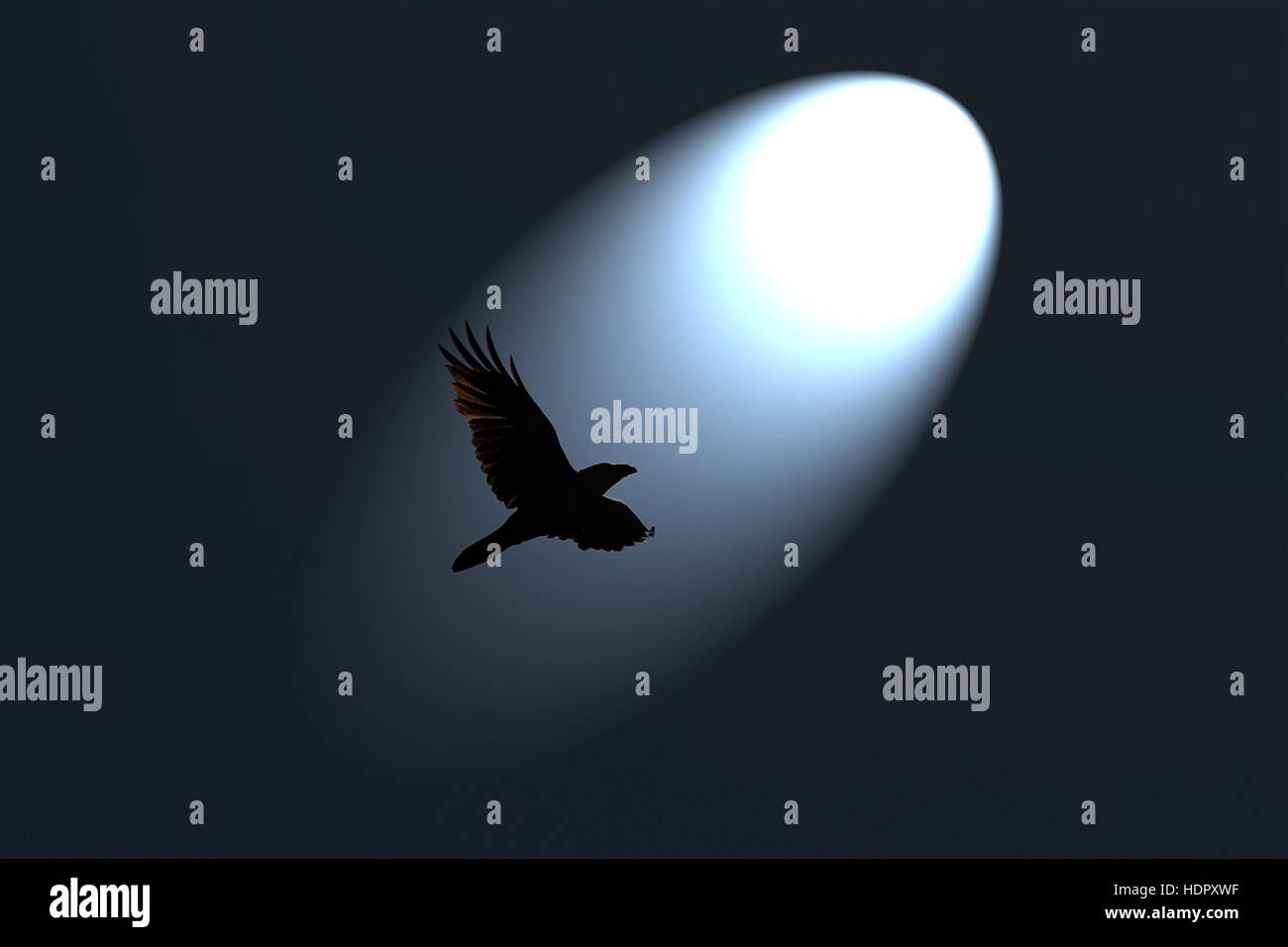 Geheimnisvolle Black Raven im Rampenlicht vor einem dunklen Hintergrund fliegen. Stockfoto