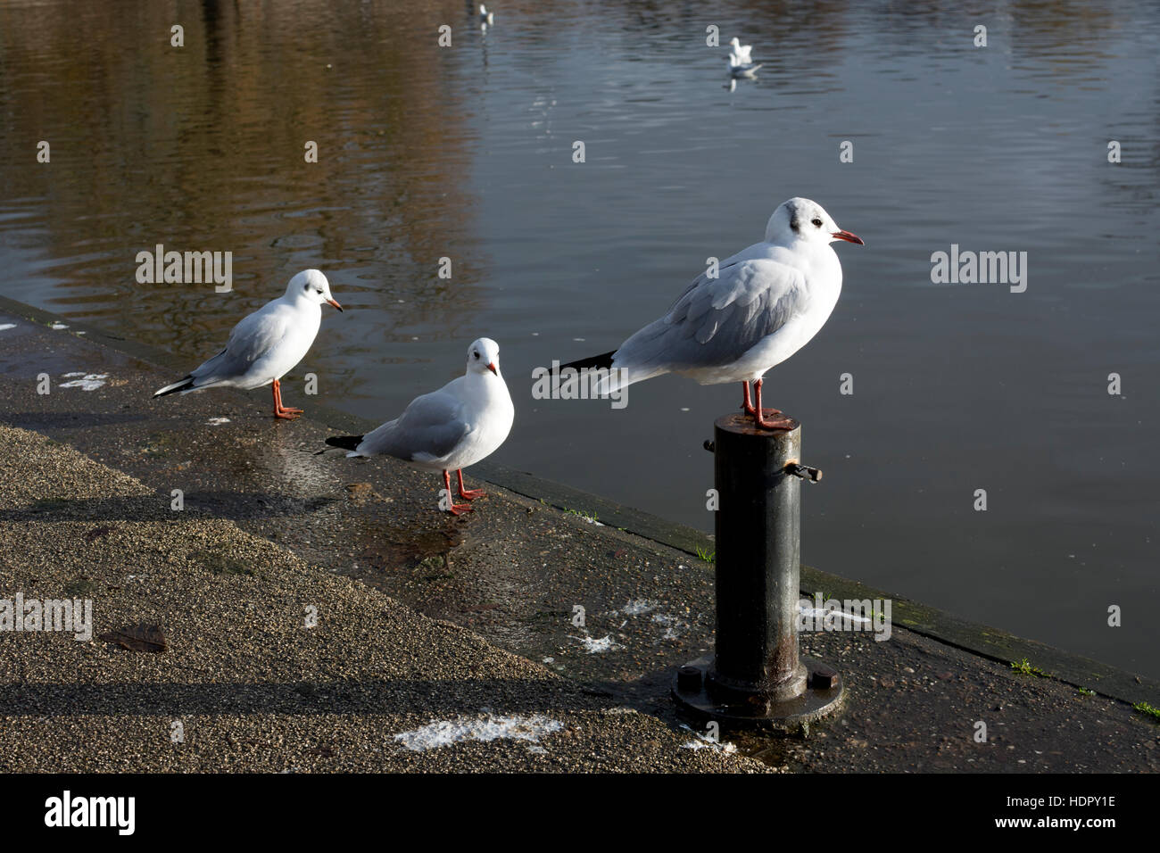 Lachmöwen im Winter vom Fluss Avon, Bath, UK Stockfoto
