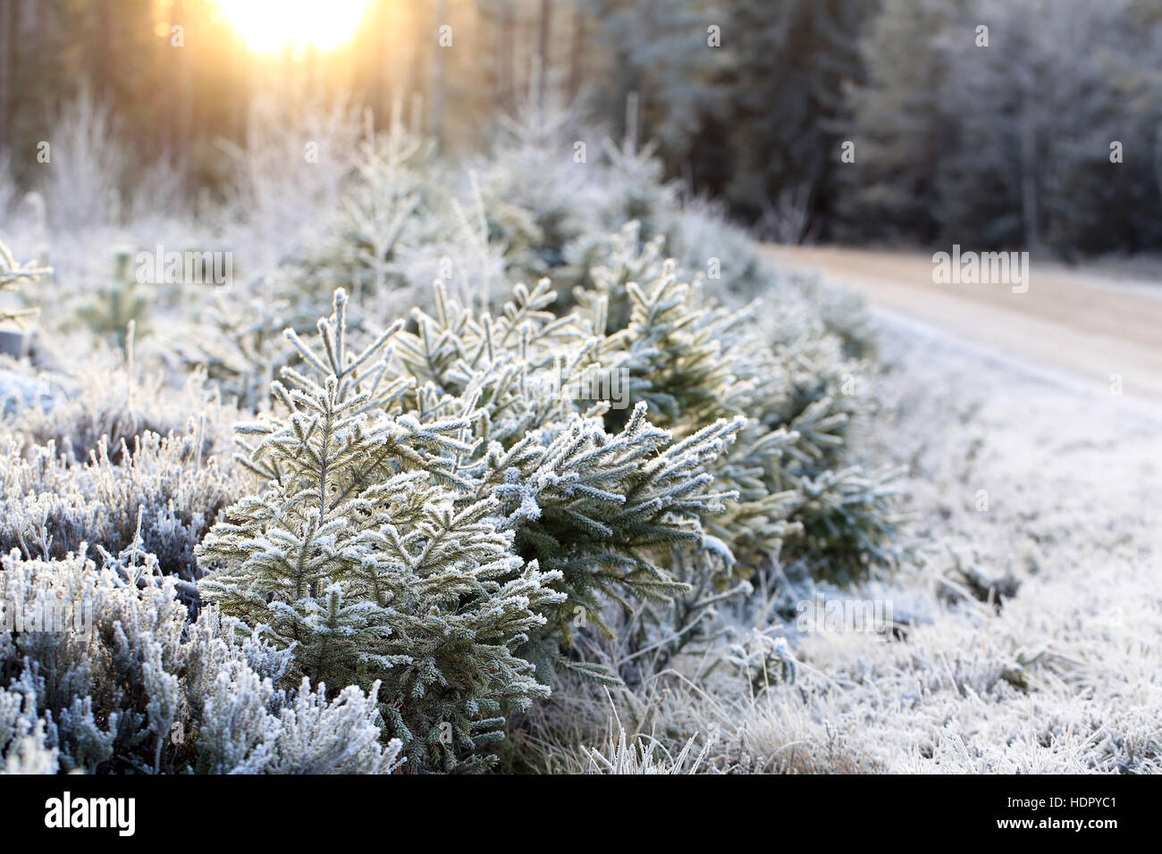 Landschaft von Frost bedeckt Bäume und Waldboden im Winter Sonnenlicht in Finnland. Geringe Schärfentiefe. Stockfoto